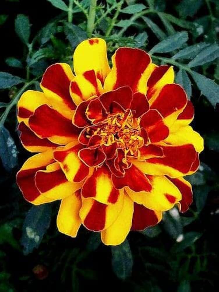 Graines de gazanie rouge et jaune à semer, croissance compacte, variété traditionnelle et sans OGM, graines, jardin familial