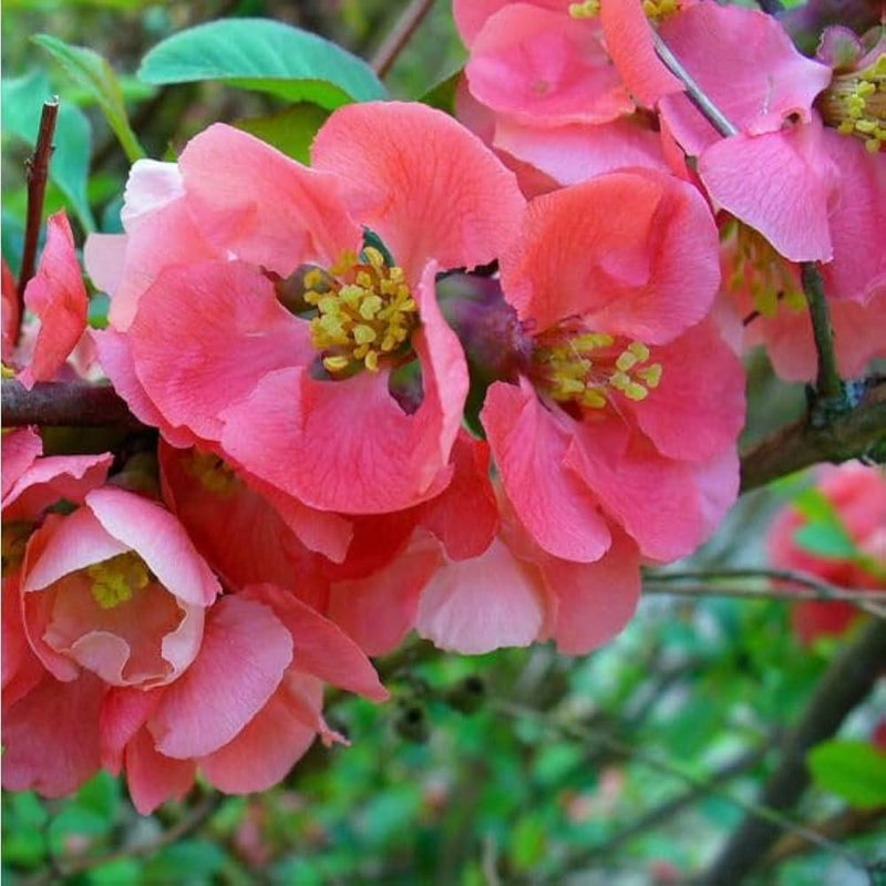 Rosa chaenomeles blume samen for anpflanzung - long bloom season, heirloom & gmo free samen for home garten
sale samen for anpflanzung in home garten