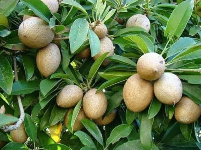 Semillas de zapota para cultivar fácilmente