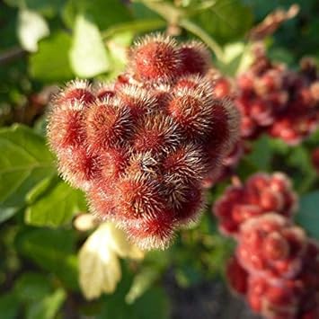 Rot rhus aromatica blume samen for anpflanzung - cottage garten essential, heirloom & gmo free samen for home garten
sale samen for home garten