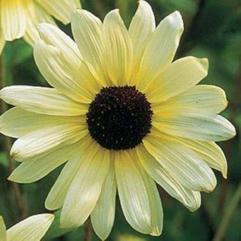 Vanilla ice sunflower long-lasting annual samen for stunning blooms