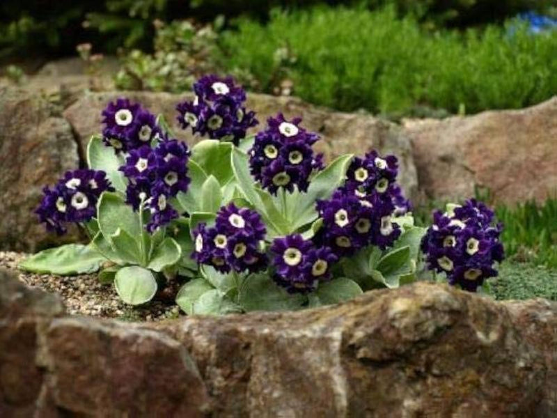 Primrose primula vulgaris blume samen