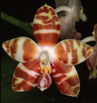 Weiß braun phalaenopsis orchid samen blume samen for anpflanzung - garten favorite, heirloom & gmo free samen for home garten
sale for anpflanzung in home garten