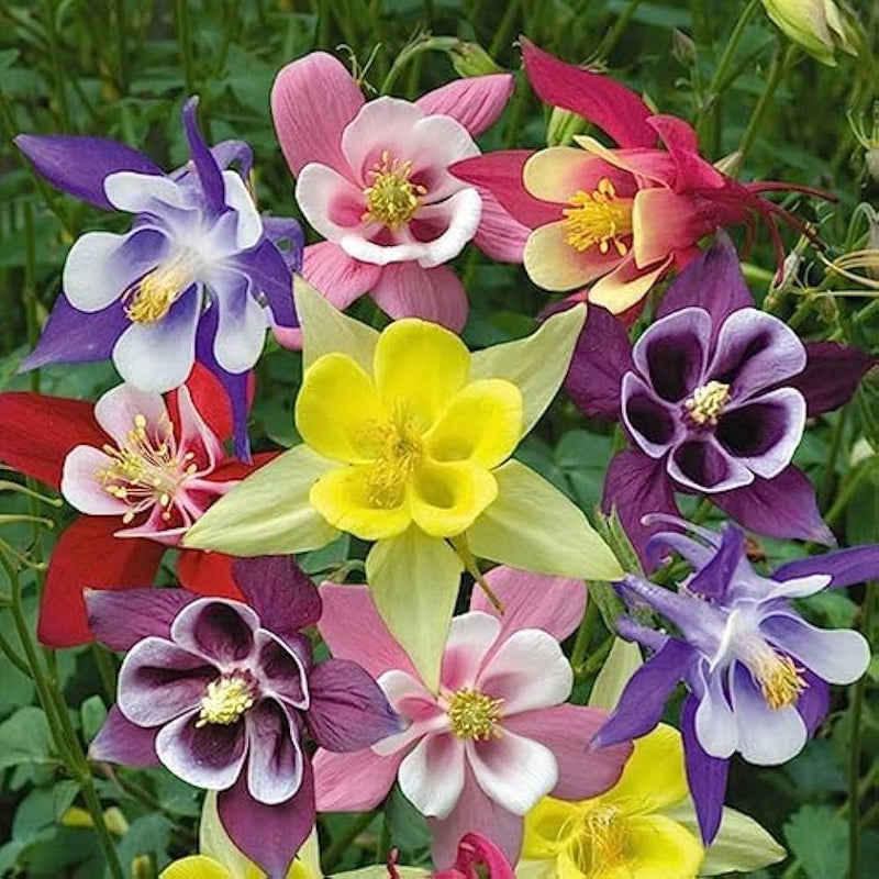 Aquilegia columbine samen for unique anpflanzung blume