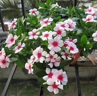 Weiß rosa periwinkle blume samen for anpflanzung - compact growth, heirloom & gmo free samen for home garten
sale for anpflanzung in home garten