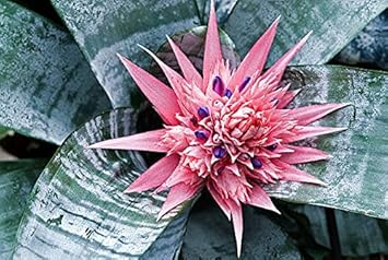 Rosa bromeliad tillandsia bulbosa blume samen for anpflanzung - seasonal bloomer, heirloom & gmo free samen for home garten
sale samen for home garten