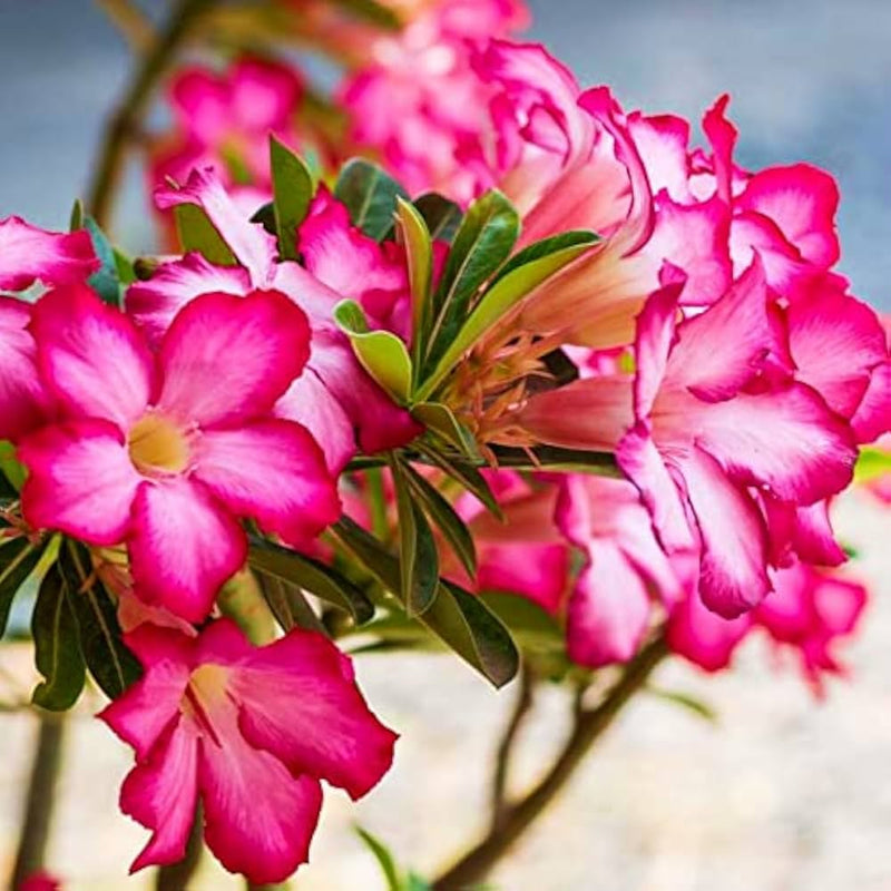 Semillas de rosa del desierto Obesum rosa para siembra, tolerante a la semisombra, variedad tradicional y sin ingeniería genética, semillas para el jardín doméstico