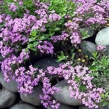 Violet saponaria blume samen for anpflanzung - hardy variety, heirloom & gmo free samen for home garten
sale for anpflanzung in home garten
