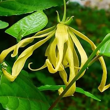 Ylang-ylang blume samen for anpflanzung - pollinator friendly, heirloom & gmo free samen for home garten
sale for anpflanzung in home garten