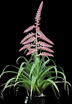 Rosa tillandsia cretacea blume samen for anpflanzung - perfect for borders, heirloom & gmo free samen for home garten
sale for anpflanzung in home garten