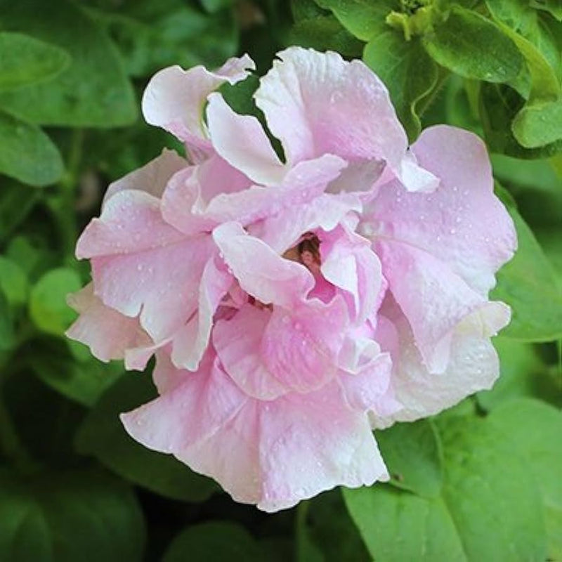 Petunia hybrida bonsai for balcony garten