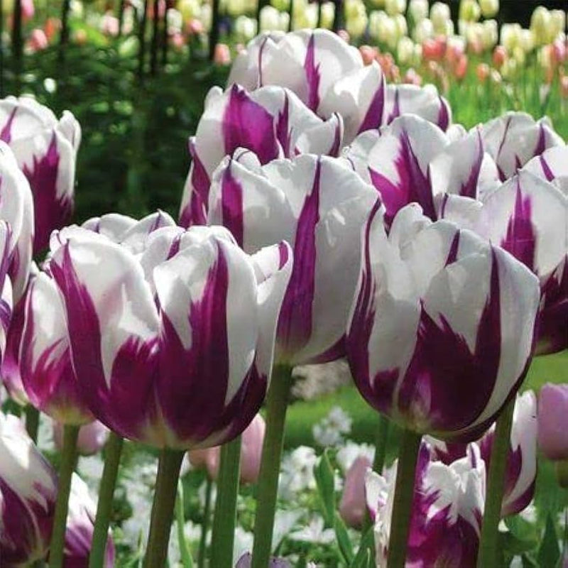 Violet and weiß tulip blume samen for anpflanzung