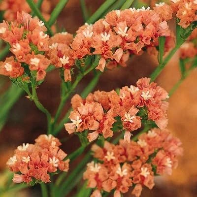 Apricot statice blume samen for elegant dried blumen