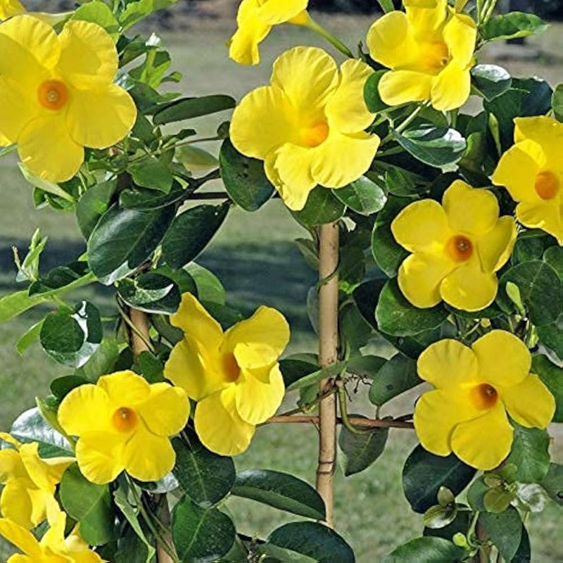 Heirloom gelb mandevilla sanderi blume samen for anpflanzung - shade tolerant, heirloom & gmo free samen for home garten
sale samen for home garten