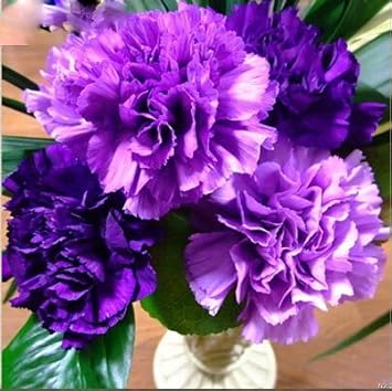 Violet caryophyllus blume samen for anpflanzung - shade tolerant, heirloom & gmo free samen for home garten
sale samen for anpflanzung in home garten