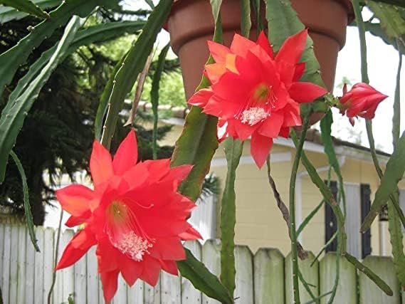 Semillas de Epiphyllum oxypetalum rojo para sembrar, de color intenso, variedad tradicional y sin ingeniería genética, semillas para el jardín doméstico