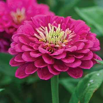 Rosa calendula blume samen for anpflanzung - colorful display, heirloom & gmo free samen for home garten
sale for anpflanzung in home garten.
