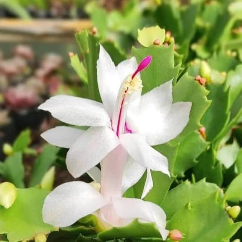 Flor de cactus de Navidad blanco para interiores, elegante decoración: semillas con hermosas flores durante todo el año