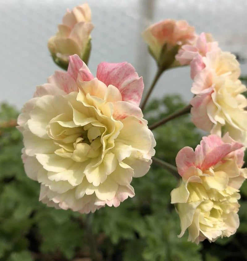 Graines de fleurs de géranium rose et jaune à semer – floraison colorée – variété traditionnelle, sans OGM, graines pour jardin familial