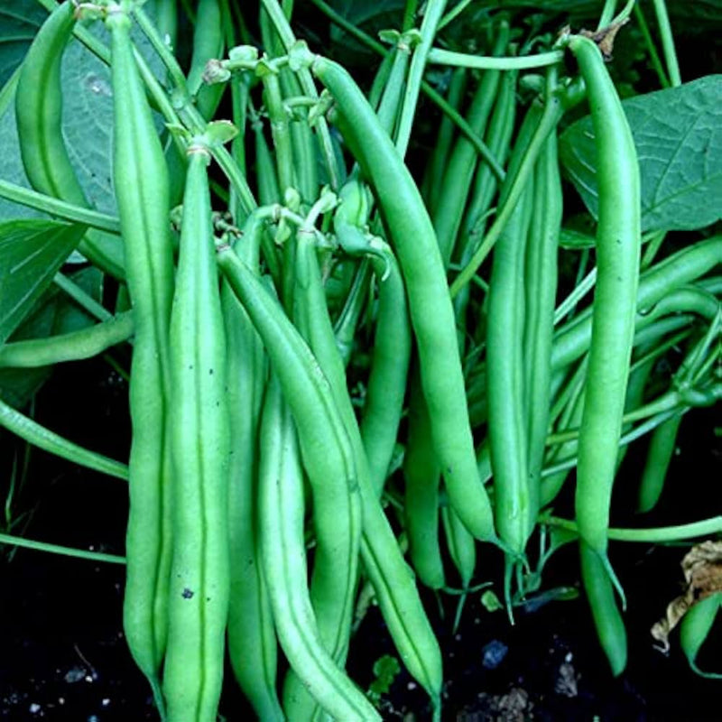Semillas de judía Cattle blanca, perfectas para jardines domésticos