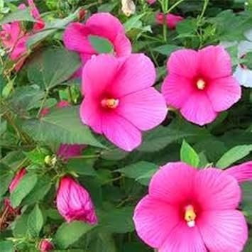 Rosa trimestris blume samen for anpflanzung wildflower mix heirloom & gmo free samen for home garten
sale samen for home garten anpflanzung