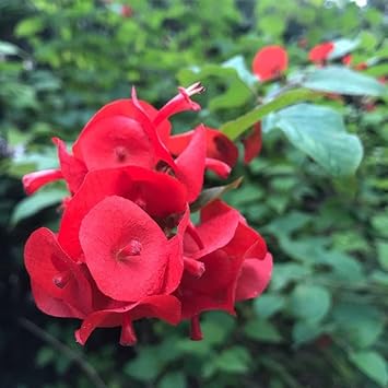Heirloom holmskioldia blume samen for anpflanzung cut blume favorite heirloom & gmo free samen for home garten
sale for anpflanzung in home garten