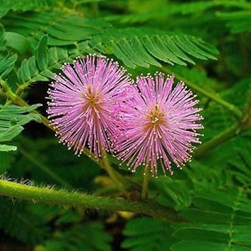 Heirloom mimosa blume samen for anpflanzung colorful display heirloom & gmo free samen for home garten
sale for anpflanzung in home garten