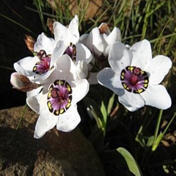 Weiß sparaxis tricolor blume samen for anpflanzung - low maintenance, heirloom & gmo free samen for home garten
sale for anpflanzung in home garten.