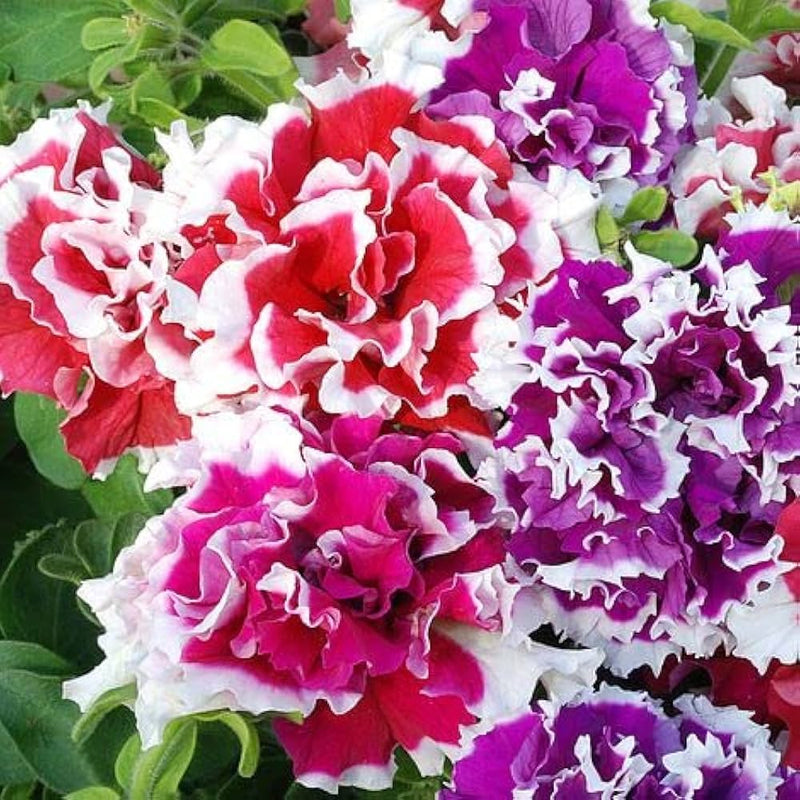 Petunia blume samen for vibrant garten blooms