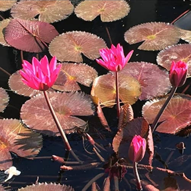 Rot tropical water lily samen for vibrant pond or water garten blooms
