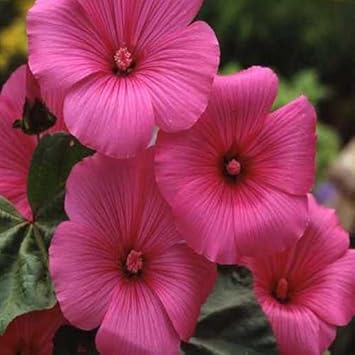 Rosa lavatera trimestris blume samen for anpflanzung - seasonal bloomer, heirloom & gmo free samen for home garten
sale for anpflanzung in home garten.