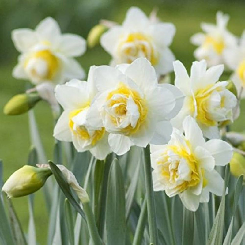 Blanc et jaune, narcisse à fleurs doubles, pétales doubles, graines à semer, tolérant la mi-ombre, variété traditionnelle et sans OGM, graines pour le jardin familial