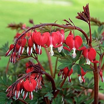 Rot bleeding heart blume samen for anpflanzung - sun loving, heirloom & gmo free samen for home garten
sale for anpflanzung in home garten