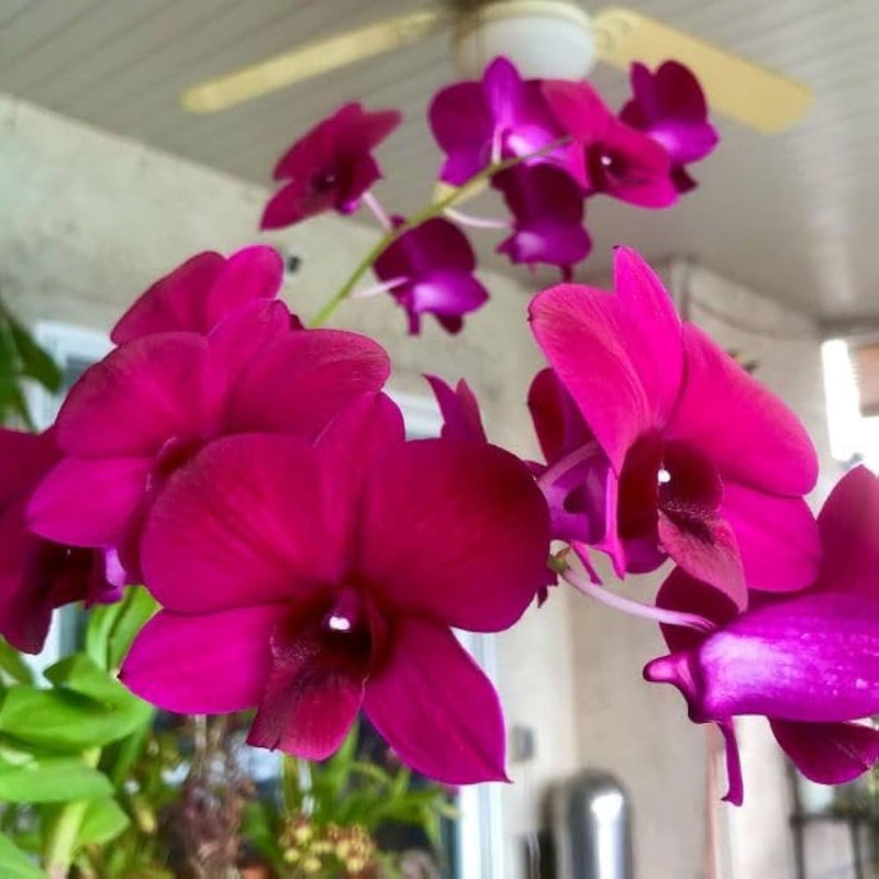 Semillas de orquídea mariposa rosa y roja para sembrar, flores fragantes, variedad tradicional y sin ingeniería genética, semillas para jardín doméstico