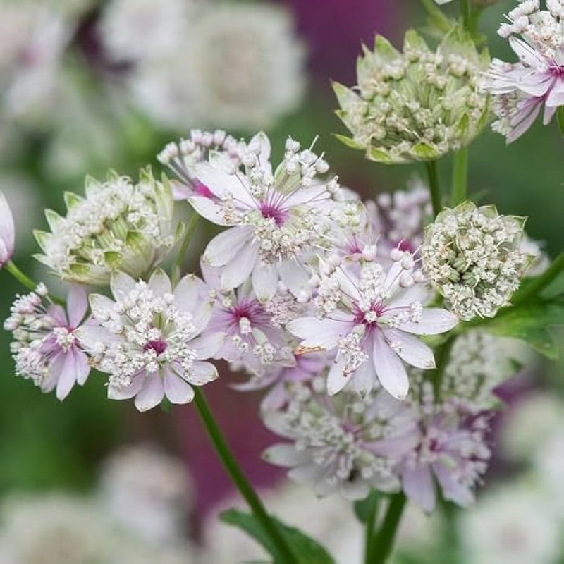 Semillas de astrancia, estrella de los prados: para bonsái o como elemento decorativo del jardín