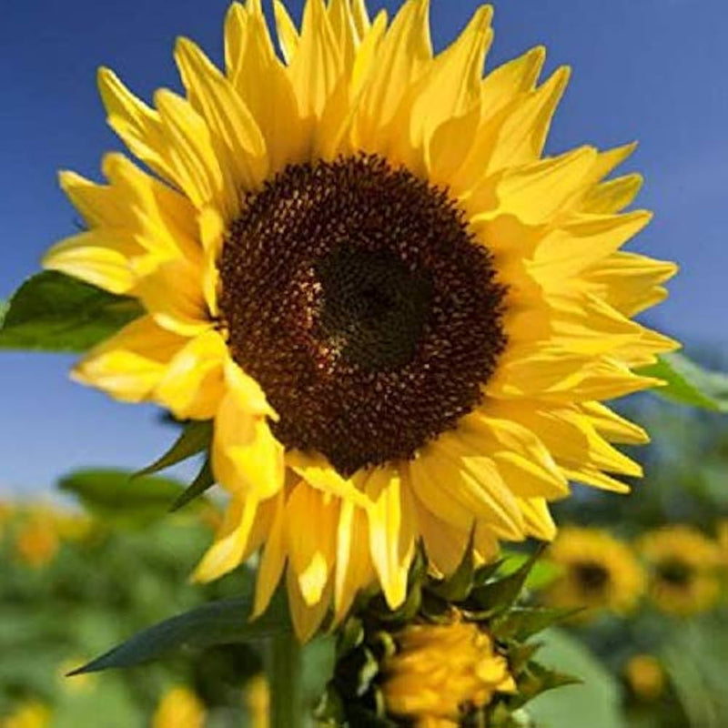 Giant sunflower samen for massive gelb blooms