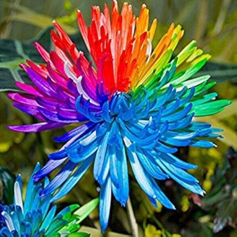 Rainbow chrysanthemum chrysanthemum indicum for anpflanzung in urban garten