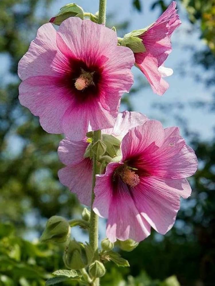 Semillas de flores de Alcea rosea Futaba rosa y amarilla para siembra – tolerante a la sequía – variedad tradicional y sin ingeniería genética, semillas para el jardín doméstico