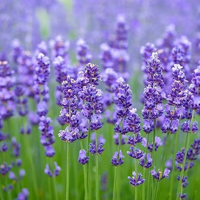 Semillas de lavanda blanca para siembra, popular en jardines, variedad tradicional y sin ingeniería genética, semillas para jardín doméstico