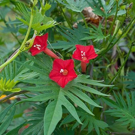 Rot cardinal climber blume samen for anpflanzung - drought tolerant, heirloom & gmo free samen for home garten
sale samen for anpflanzung in home garten