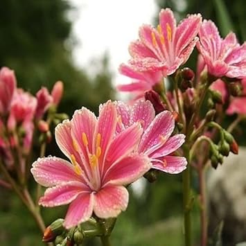 Rosa lewisia blume samen for anpflanzung - shade tolerant, heirloom & gmo free samen for home garten
sale for anpflanzung in home garten