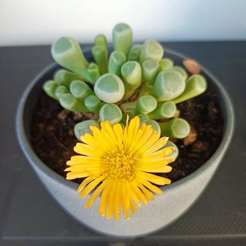 Heirloom baby toes succulent blume samen for anpflanzung premium quality heirloom & gmo free samen for home garten
sale for anpflanzung in home garten
