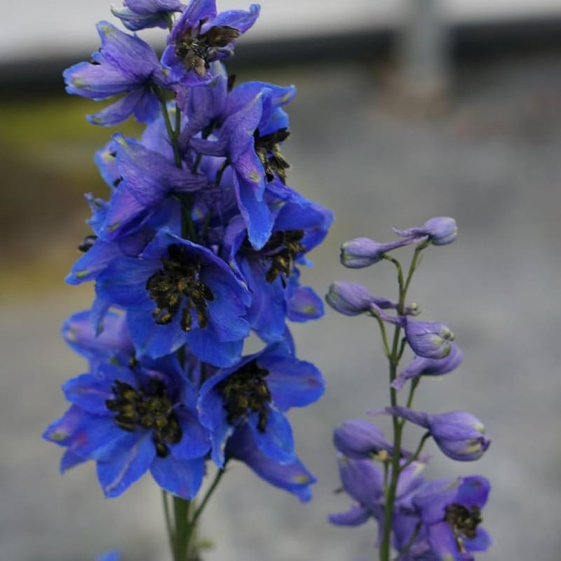 Butterfly mix delphinium blume samen for anpflanzung