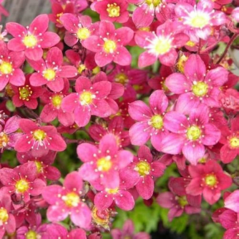 Saxifraga highlander rose shades for rock garten anpflanzung
