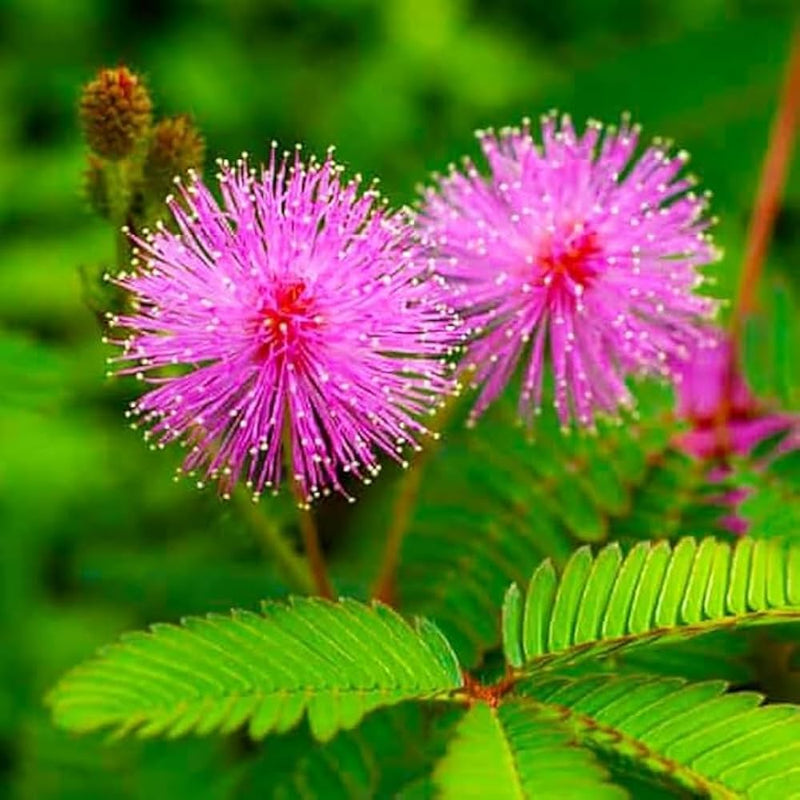 Semillas de flores de impaciencia blancas y violetas para siembra – flores fragantes, variedad tradicional y sin ingeniería genética, semillas para el jardín doméstico