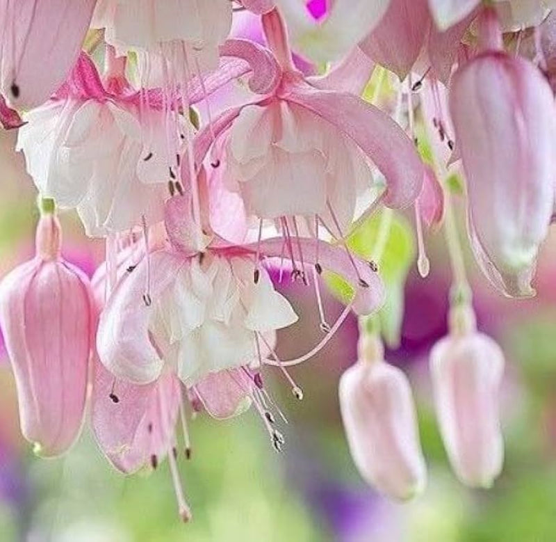 Blanco Rosa Fucsia híbrida semillas de flores para siembra – variedad tradicional sin ingeniería genética, germinación ecológica, semillas de jardín EasyCare, flores