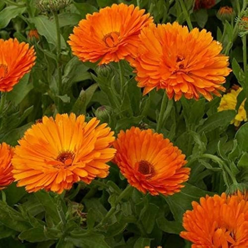 Rot calendula blume samen for anpflanzung - colorful display, heirloom & gmo free samen for home garten
sale samen for anpflanzung in home garten