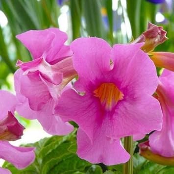 Rosa incarvillea blume samen for anpflanzung - low maintenance, heirloom & gmo free samen for home garten
sale samen for anpflanzung in home garten