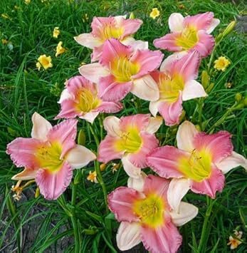 Rosa weiß hemerocallis blume samen for anpflanzung seasonal bloomer heirloom & gmo free samen for home garten
sale samen for home garten anpflanzung