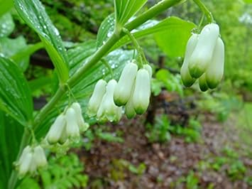 Weiß solomons blume samen for anpflanzung - cottage garten essential, heirloom & gmo free samen for home garten
sale for anpflanzung in home garten